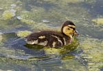 Cute Chick Of The Mallards Is Eating The Algae Stock Photo