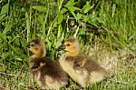 Cute Pair Of Chicks Stock Photo