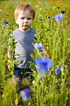 Cute Small Boy At The Flower Field Of Flowers Stock Photo