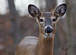 Cute Young Deer Stock Photo