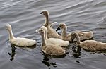 Cute Young Mute Swan Is Trying To Take Off With His Small Wings Stock Photo