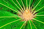 Cycad (cycas) Plant Stock Photo