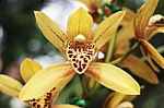 Cymbidium Orchid Flowers Stock Photo