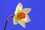 Daffodil Stock Photo