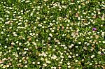 Daisies On A Green Grass Stock Photo