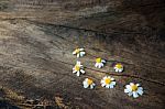 Daisy Chamomile Flowers On Wooden Background Stock Photo