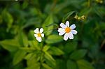 Daisy White Flower On Warm Light And Vintage Style Stock Photo