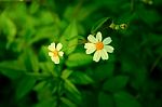 Daisy White Flower On Warm Light And Vintage Style Stock Photo