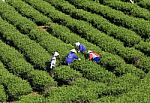 Dalat, Vietnam, July 30, 2016: A Group Of Farmers Picking Tea On A Summer Afternoon In Cau Dat Tea Plantation, Da Lat, Vietnam Stock Photo