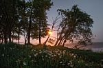 Dandelion At Night, Bright Moon Light Stock Photo