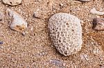 Dead Coral Flower Shape, At Kalim Bay, Phuket, Thailand Stock Photo