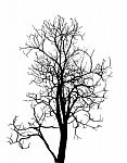 Dead Tree Without Leaves Isolated Stock Photo