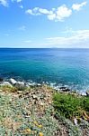 Deep Blue Sea And Beautiful Flowers Stock Photo