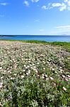 Deep Blue Sea And Beautiful Flowers Stock Photo