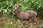 Deer In The Forest Stock Photo