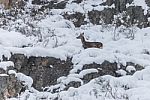 Deer In The Snow! Stock Photo