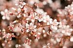 Defocused Pink Sedum Flowers Stock Photo