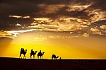 Desert Local Walks With Camel Through Thar Desert Stock Photo