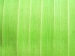 Detail Of Green Leaf Texture Background Stock Photo