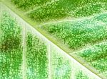 Detail Of Green Leaf Texture Background Stock Photo