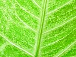 Detail Of Green Leaf Texture Background Stock Photo