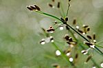 Dew On The Grass Stock Photo