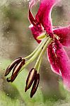 Digital Watercolour From Photograph Of A Red Lily Stock Photo