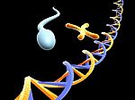 Dna And Chromosomes With Sperm Stock Photo