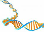 Dna Molecule Stock Photo