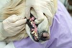 Dog Getting Teeth Cleaned Stock Photo