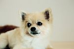 Dog On Floor With Gray Background Stock Photo