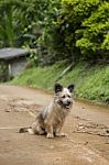 Dog On The Road Stock Photo