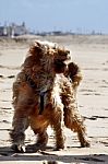 Dog Playing On The Beach Stock Photo