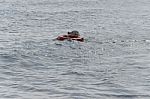 Dog Swimming With A Life Jacket Stock Photo