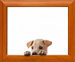 Dog With Frame Stock Photo