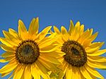 Double Yellow Sunflowers Stock Photo