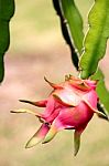 Dragon Fruit Stock Photo