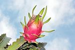 Dragon Fruit On Tree Stock Photo