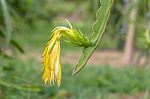 Dragon Fruit Or Pitaya On Tree In The Garden. The Dragon Fruits Stock Photo