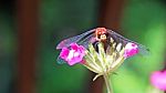 Dragonfly On Flower Stock Photo