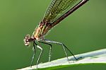 Dragonfly Resting On A Leaf Stock Photo