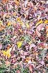 Dried Grass And Leaf In The Garden Stock Photo