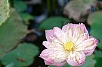 Dried Lotus Death Central Swamps Sun Burn Stock Photo