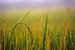 Drops Of Water On The Ear Of Paddy Stock Photo