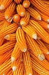 Dry Corn Background Stock Photo