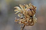 Dry Flower Stock Photo