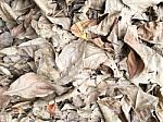 Dry Leaf Pile Stock Photo