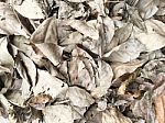 Dry Leaf Pile Stock Photo