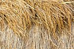 Dry Paddy Rice Stock Photo