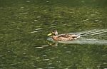 Duck Swimming In Lake Stock Photo